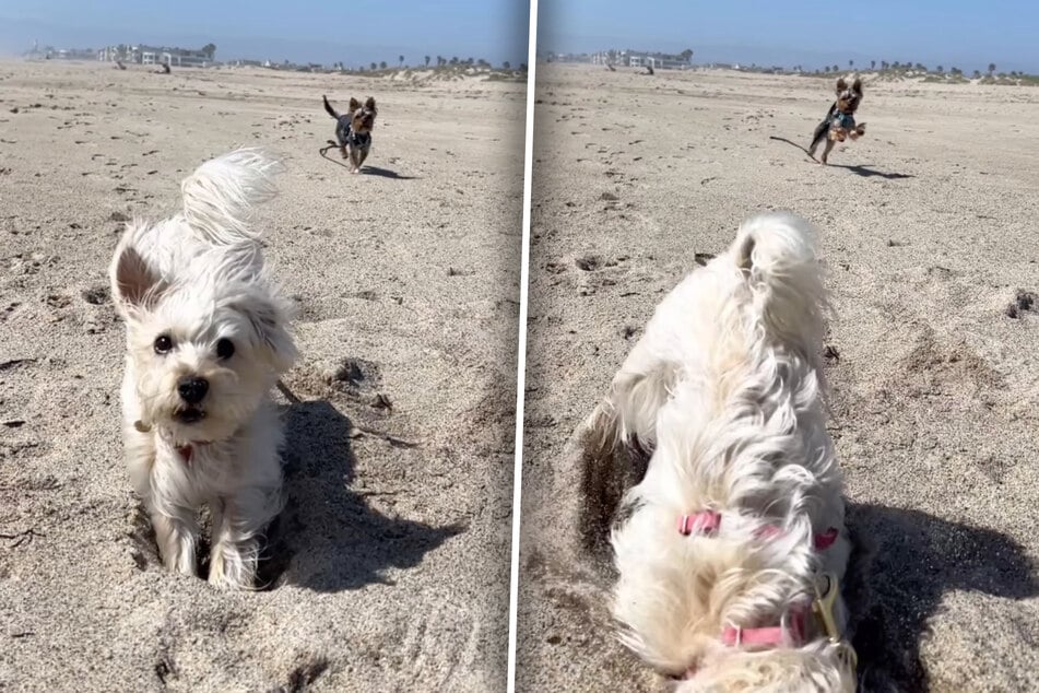 Der Blick sagt alles: In dieser Sekunde begreift Ellie, dass es bergab geht. Zack: Die Hündin kracht mit voller Wucht ins Loch.