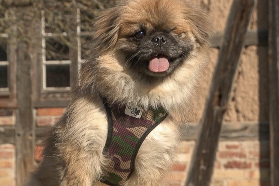 Mozart liebt es trotz seiner Schweratmigkeit, draußen unterwegs zu sein.