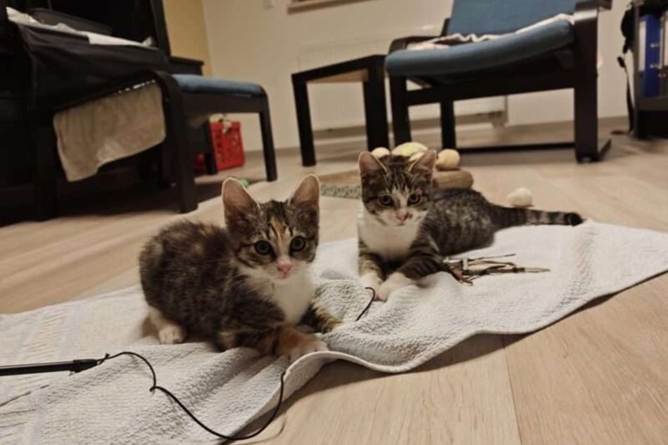 Holly (l.) ist etwas vorsichtiger und orientiert sich stark an Hope.
