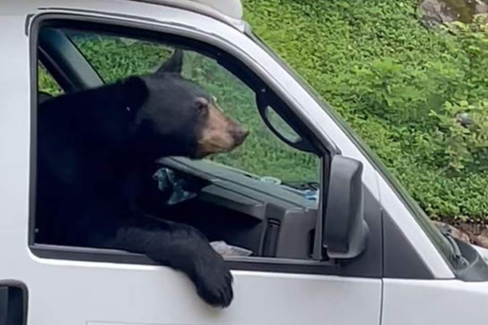 Der Bär hatte es sich mehr als gemütlich in dem Van gemacht.