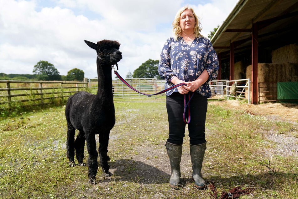 Das Alpaka mit dem Namen "Geronimo" und seine Besitzerin Helen Macdonald stehen auf der Shepherds Close Farm. Verzweifelt kämpft die Landwirtin um ihr angeblich an ansteckender Rindertuberkulose erkranktes Alpaka.