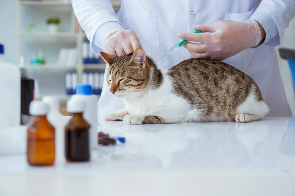 Regular vaccinations are really important for outdoor cats.