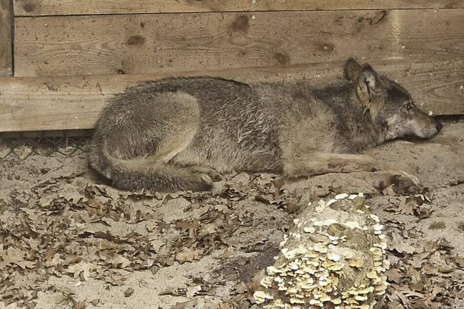 Der Wolf, der in Hamburg eine Frau angegriffen hatte, wurde Anfang April an der Grenze zu Niedersachsen ausgesetzt.