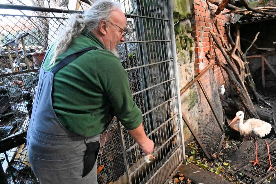 Torgaus bekanntester Wildvogel-Experte Edwin Bendrin. (Archiv)