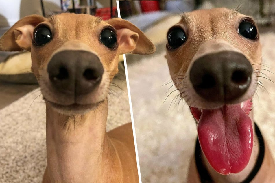 The internet agrees: Honey the dog is the bee's knees!