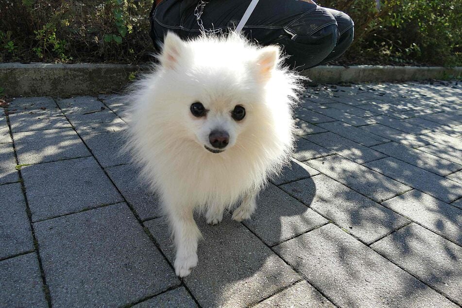 Kiko ist ein freundlicher kleiner Hund, der einige gesundheitliche Baustellen mitbringt.