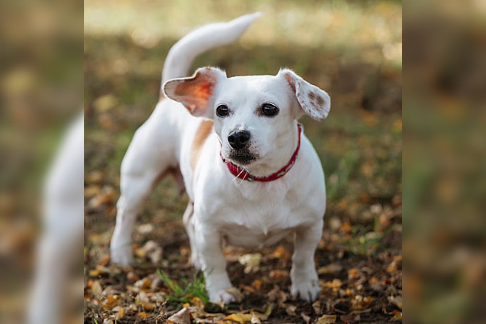 Rumy hofft darauf, möglichst zeitnah ein neues Zuhause zu finden, in dem sie endlich ankommen darf.