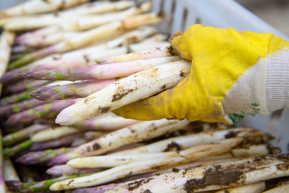 Ein teures Vergnügen: Wer auf seinen geliebten Spargel zum Saisonende nicht verzichten möchte, muss wohl tiefer in die Tasche greifen.