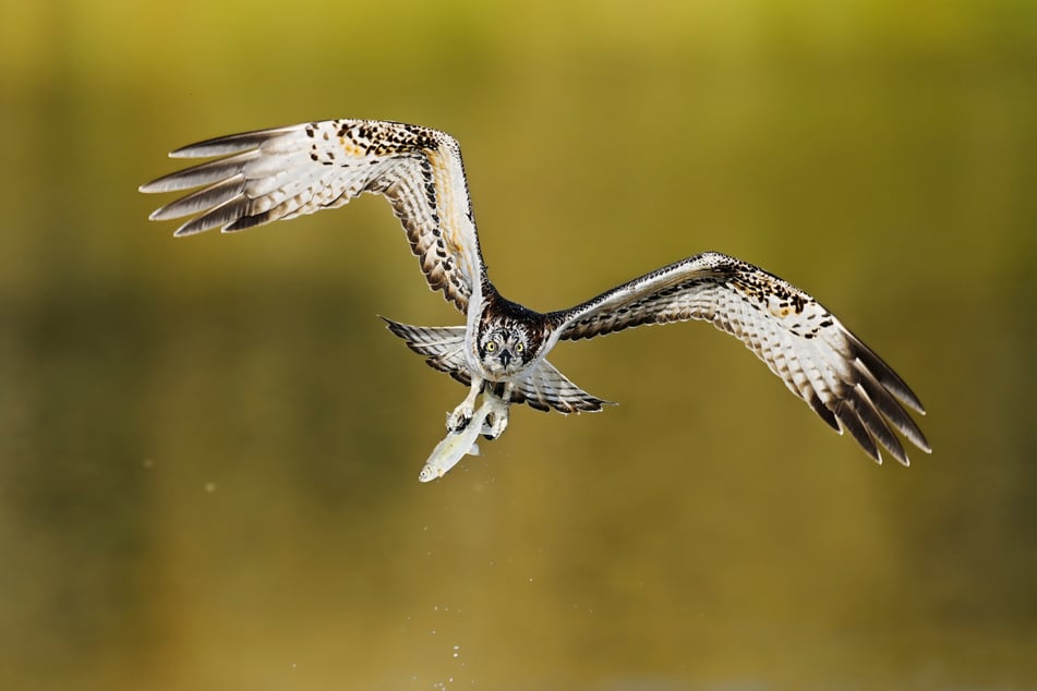 Umweltministerium kürt Sieger: Das ist das beste Naturfoto aus NRW