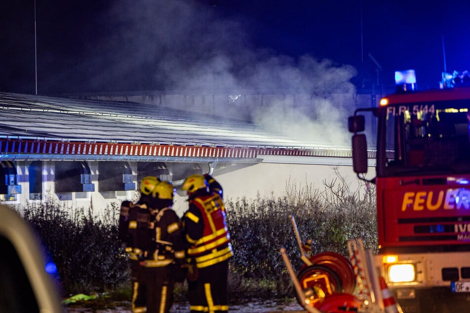 900 Schweine hatte der Großstall gefasst.