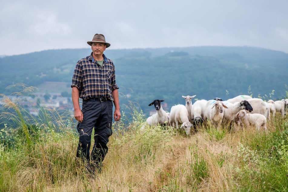 Wanderschäfer Jan Raupach (52) bangt um seine Existenz, wenn sich die Wölfe im westlichen Erzgebirge ansiedeln.