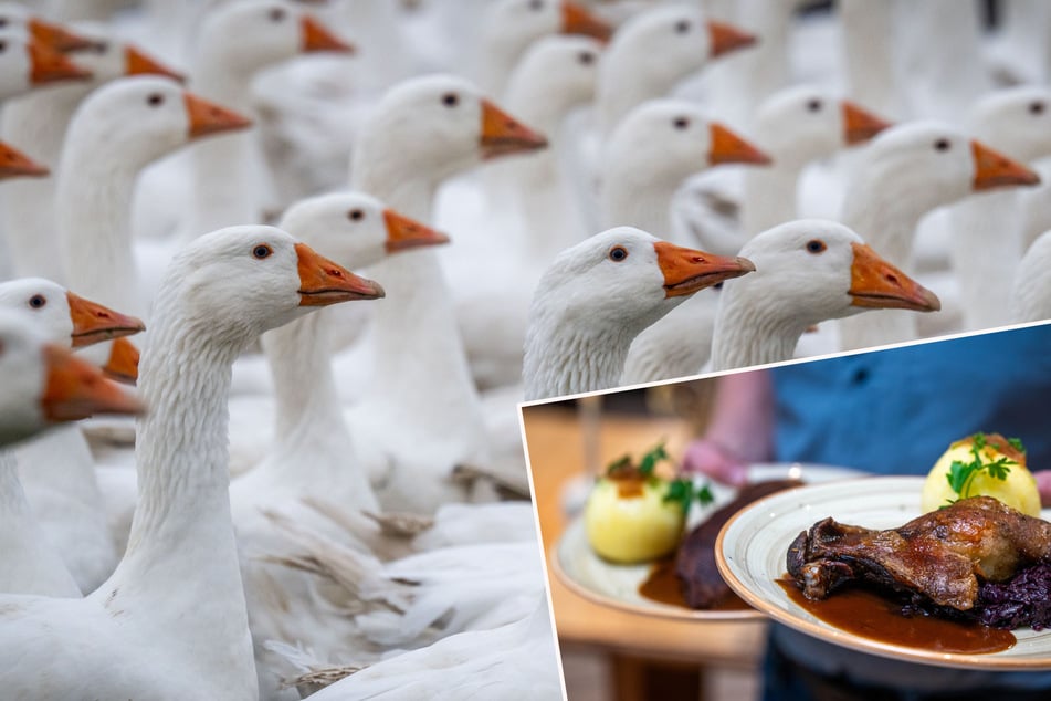 Gänsebraten wird in Sachsen teurer, aber nur etwas