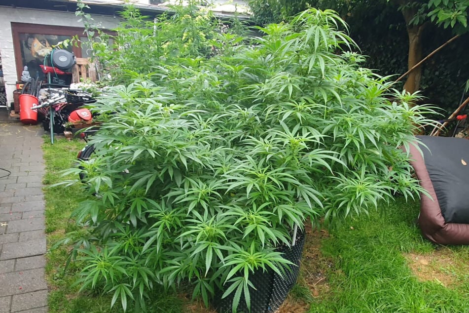 Im Garten des Hauses fanden die Beamten 28 ausgewachsene Cannabis-Pflanzen.