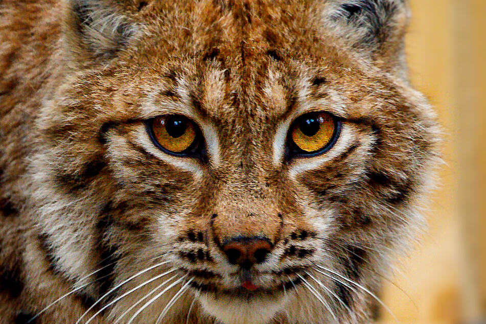 Ein Luchs blickt in die Kamera.