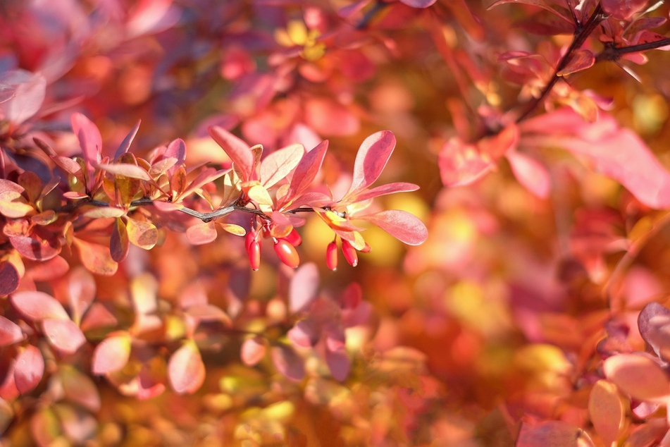Nach strahlend gelben Blüten im Frühling färbt sich das Laub im Herbst rot.