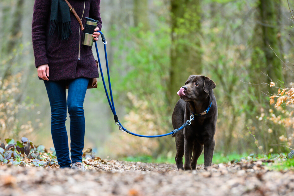 Eine Frau geht mit ihrem Hund im Wald spazieren. In Naturschutzgebieten gehören die Vierbeiner an die Leine.