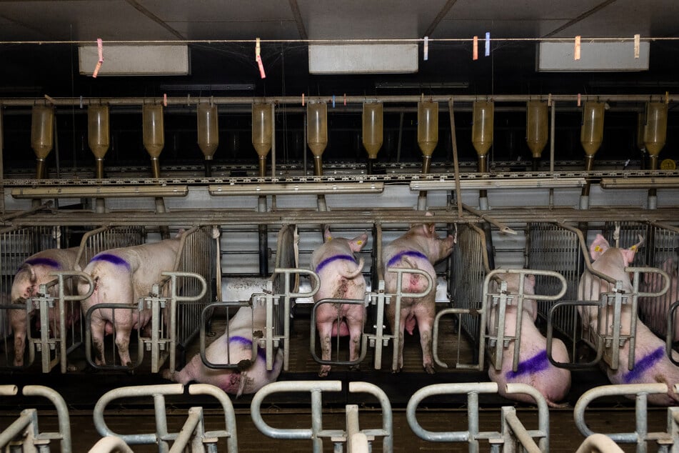 Jonas Ems dokumentiert schockierende Zustände im Schweinestall: "Absolut abgef*ckt!"