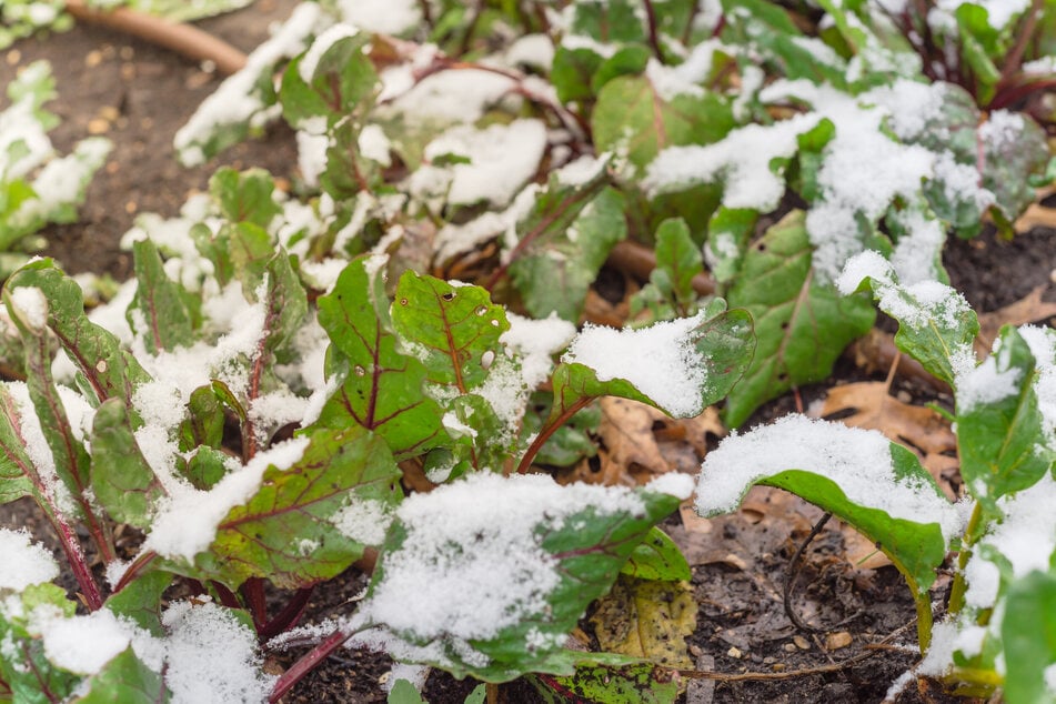 Im Gewächshaus ist Gemüse vor Wind und Nässe durch Niederschlag geschützt.