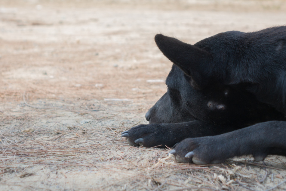 Der schwarze Hund von Philip Thomas (60) wurde Opfer sexuellen Missbrauchs. (Symbolbild)