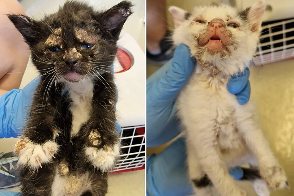 Mittwoch wurden drei Katzenbabys in einem schlimmen Zustand vor einer Tierarztpraxis in Markranstädt ausgesetzt.