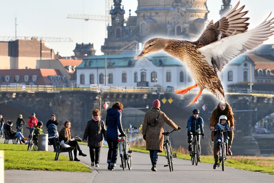 Fliegende Ente kollidiert mit Fußgängerin und stirbt