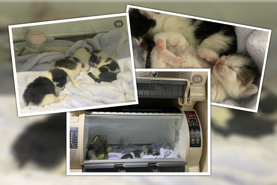 Die Kleinen ohne Mama sind erst eine Woche alt. Die "Straßenkatzen" pflegen sie im Inkubator. (Bildmontage)