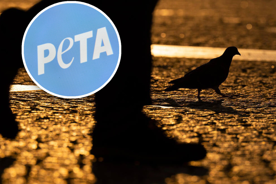 Taube mit Feuerwerk getötet: PETA setzt hohe Belohnung für Hinweise!