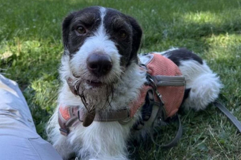 El perro Rudi vivió un tiempo en el refugio de animales de Bergheim, hasta que finalmente conoció a su nueva dueña.