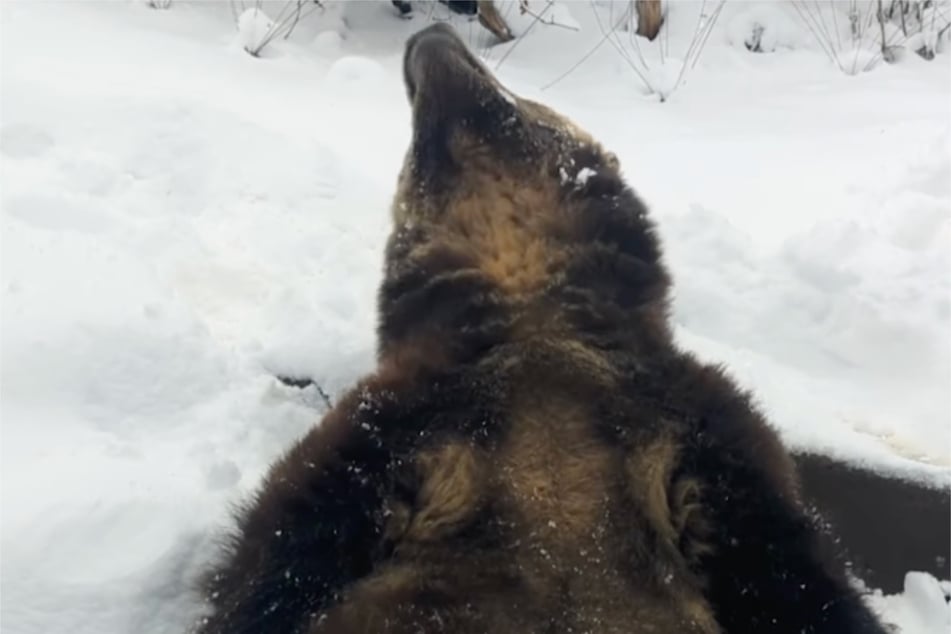 Von oben kam das weiße Glück: Der Grizzly schraubte seine Schnauze auf der Suche nach mehr Schnee immer wieder in Höhe.