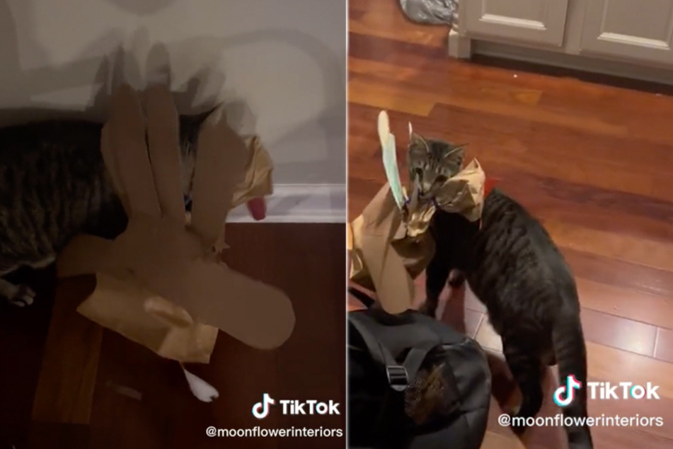 A sneaky feline steals Thanksgiving in "true hunter" fashion