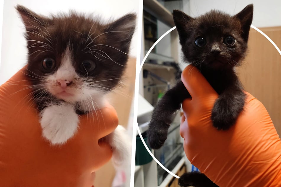 ¡Ahora los siete gatos están bajo tratamiento hospitalario en el veterinario!
