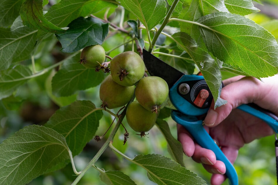 Um den Baum nicht zu überfordern, kann man Äpfel ausdünnen und Junifall simulieren.