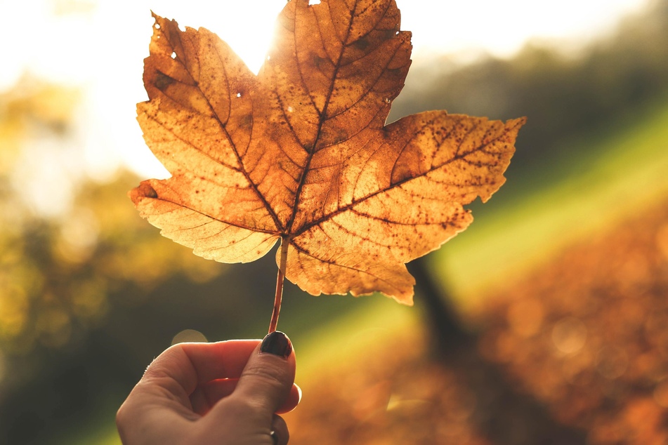 Den Garten winterfest machen: Das ist jetzt im Herbst zu tun