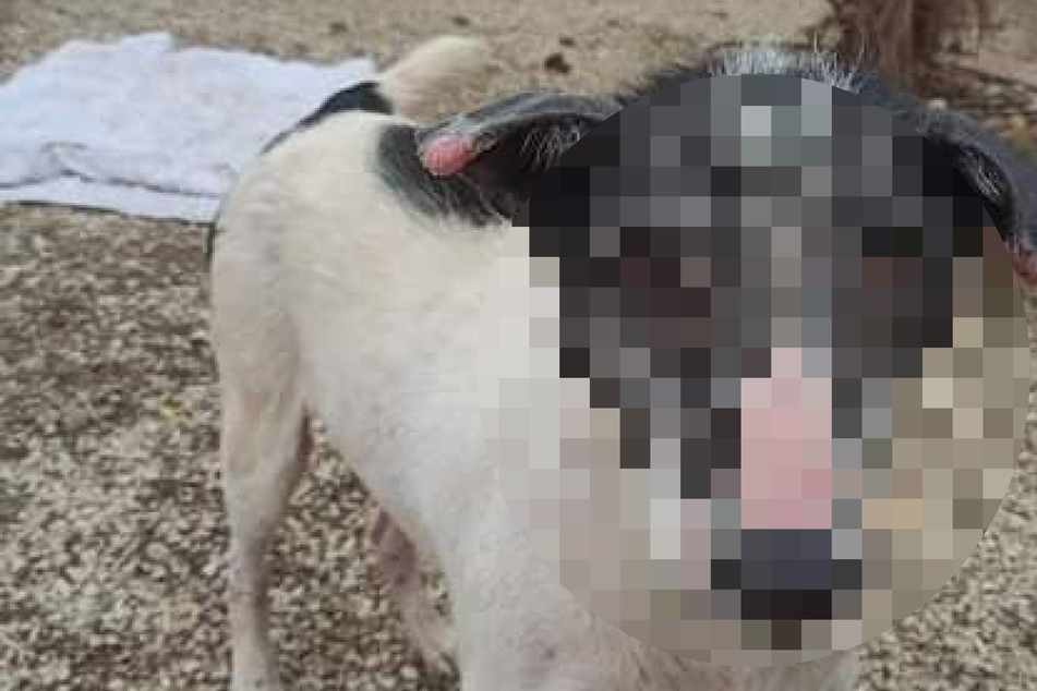 Hund wird von Tierheim "Herr Hässlich" genannt: So sieht der arme Kerl aus