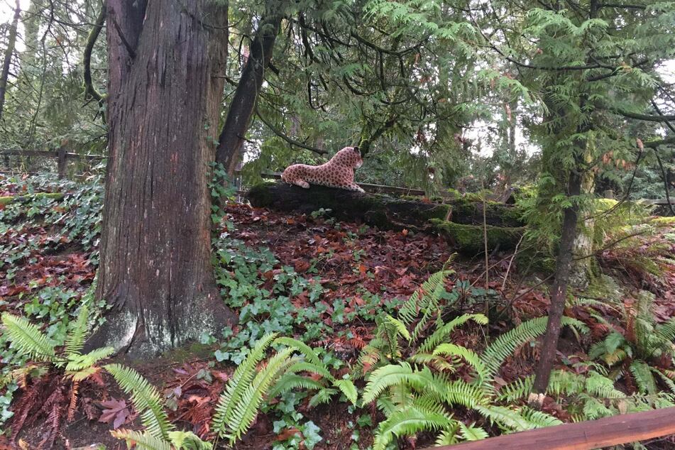 From a distance, a vigilant citizen spotted the would-be cheetah.