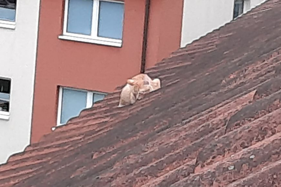 In Lübeck hat sich am Donnerstagmorgen ein Katzenbaby auf das Dach eines Mehrfamilienhauses verirrt. Es musste von der Feuerwehr gerettet werden.