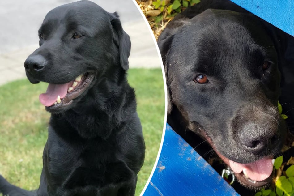 Der Rüde braucht Menschen, die mit schwierigen Hunden umgehen können.