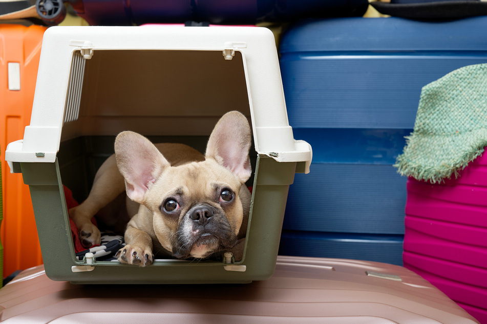 Damit der Hund keine Angst hat, sollte man ihn bereits im Vorfeld an eine Transportbox oder Hundetragetasche gewöhnen.