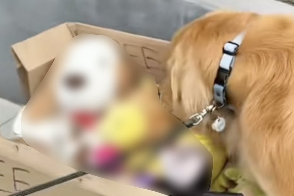 Golden Retriever encuentra caja en el arcén de la carretera - luego tiene un nuevo mejor amigo