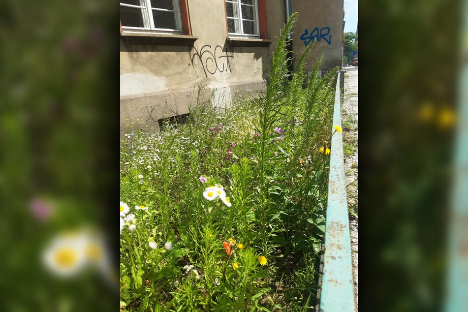 So schön blühte die Wiese an der Erfurter Straße in Pieschen vorm Kahlschlag.