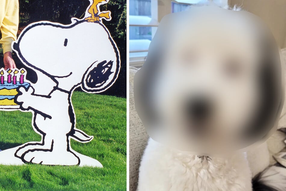 "Snoopy, bist du's?": Tierischer Doppelgänger erobert das Netz!