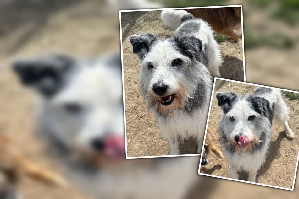 Durch Beschlagnahme gerettet: Hunde-Opi Hörtnix wünscht sich einen Neustart