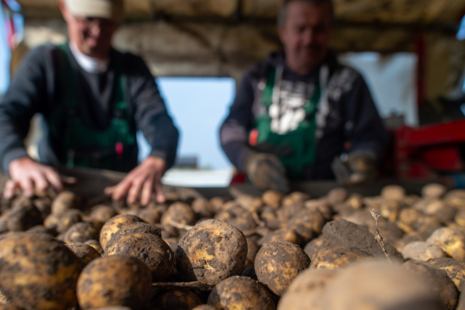 Die Trockenheit wirkt sich auch in diesem Jahr wieder auf die Ernte aus. In Sachsen-Anhalt wurde nun die Kartoffelernte vorübergehend unterbrochen.