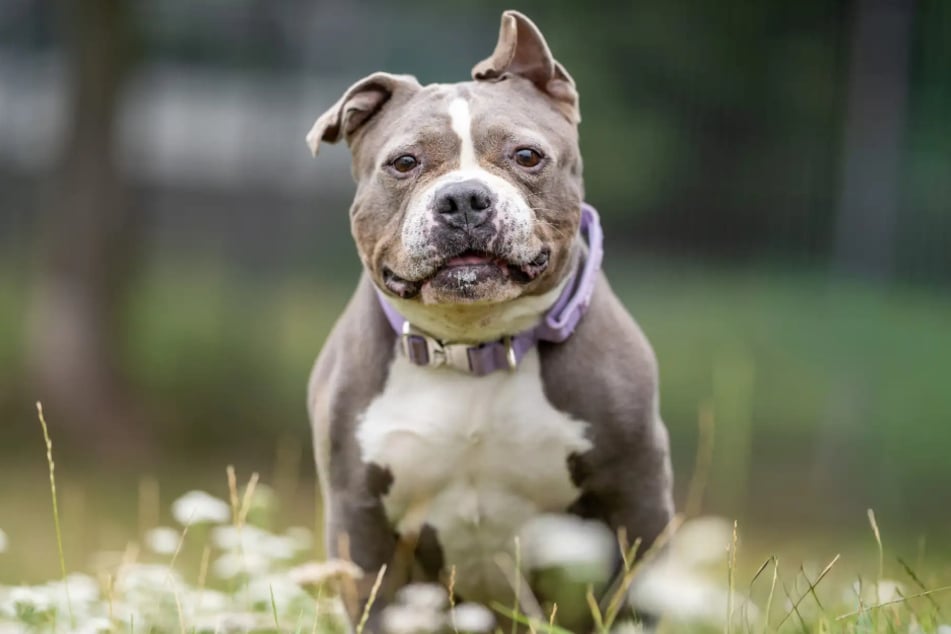 American-Staffordshire-Terrier-Mischlingsdame Pummel aus dem Hamburger Tierheim sucht ein Zuhause.