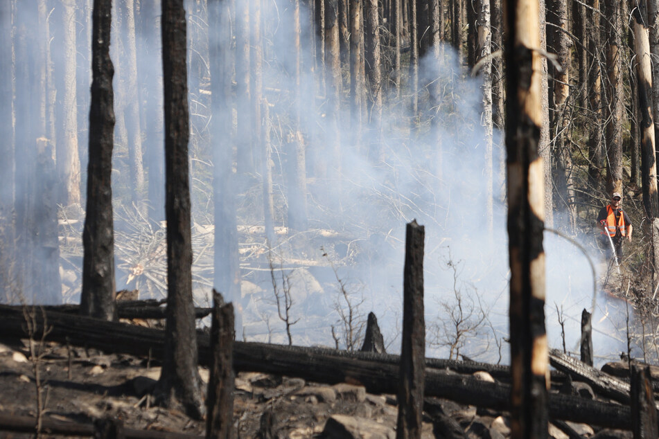 Nach Waldbrand im Harz: Ermittler des LKA wird hinzugezogen