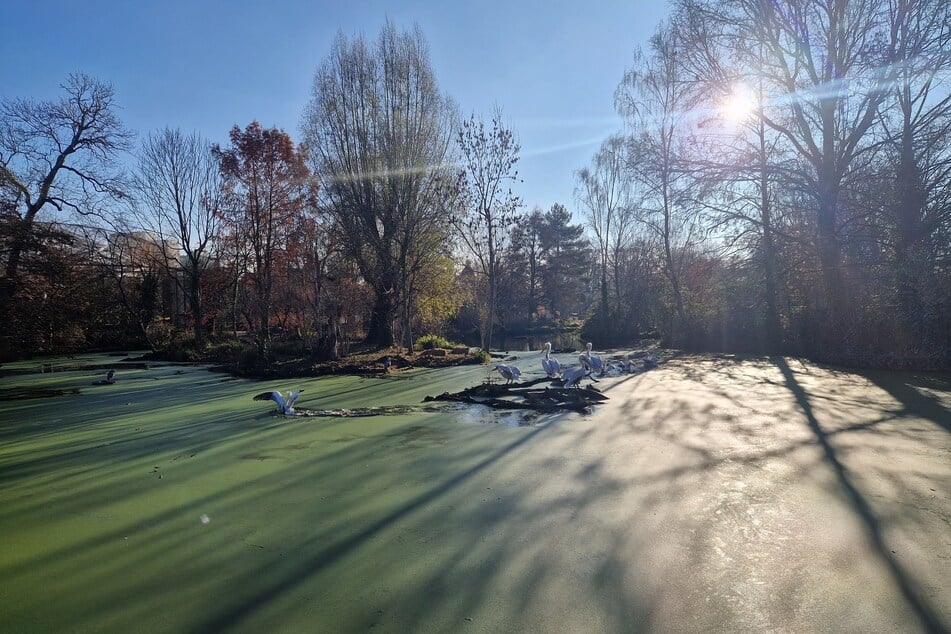 Der Teich wurde vorerst komplett ausgepumpt und entschlammt. (Archivbild)