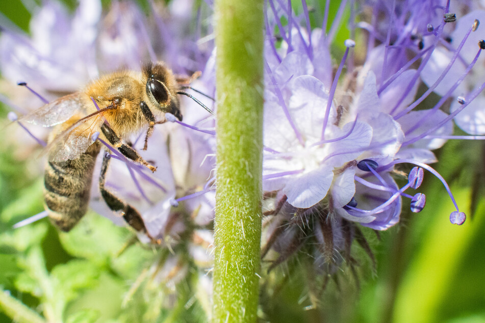 Das Massensterben von Arten geht weit über das uns bekannte Bienensterben hinaus. Selbst jede Alge hat ihren Platz im Ökosystem.