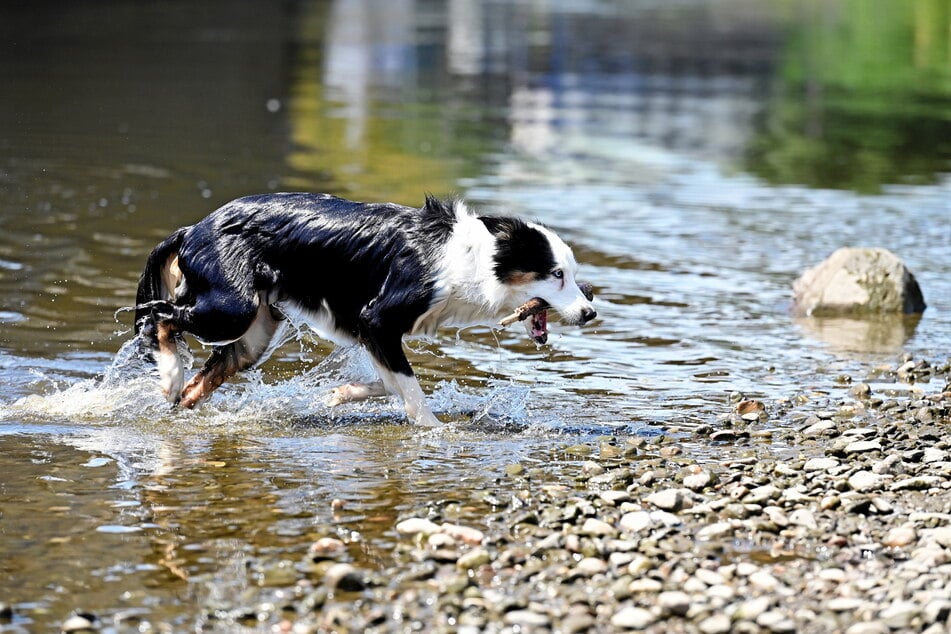 Voller Energie holt das Border-Collie-Weibchen den Stock aus der Elbe und bringt ihn zurück zu ihrem Herrchen.