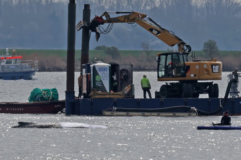 Buckelwal Timmy: Erneuter Rettungsversuch läuft "soweit ganz gut"