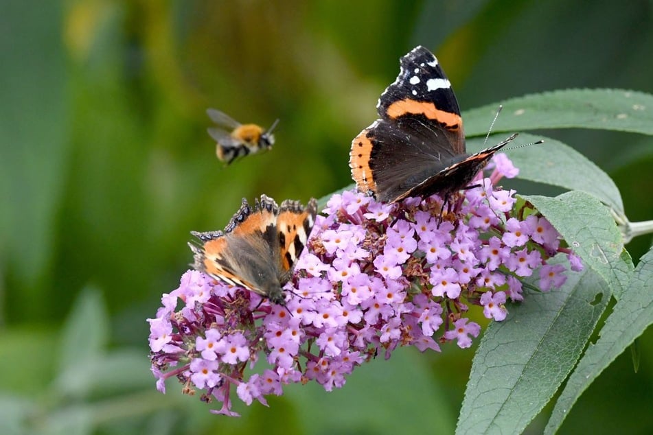 Ein "Kleiner Fuchs" (l.) und ein "Admiral" sitzen auf Blüten eines Schmetterlingsstrauchs. (Symbolbild)